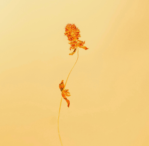 PIETER SAVENBERG © PIETER SAVENBERG