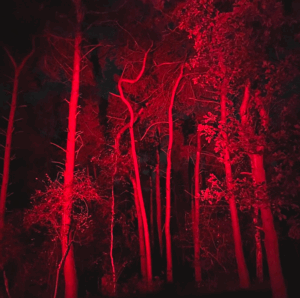 UPSIDE DOWN © Upside Down